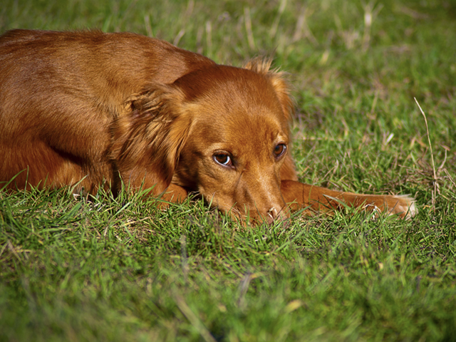 Everyone who can tell the difference between a Bloodhound and a Chihuahua needs to make sure that the president knows that farmers and ranchers can&#039;t be made great again all by themselves, DTN Analyst John Harrington contends. (Photo by Alfred Brumm, CC BY 2.0)